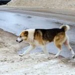 Собака спасла пробывшего ночь на морозе в лесу пятилетнего россиянина